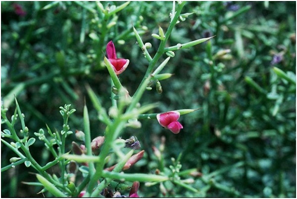 Alhagi sp.
